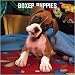   - Boxer Puppies Wall - 2008 Calendar