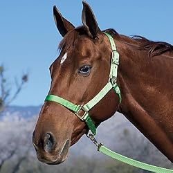 Hamilton Deluxe 1" Nylon Horse Halter with Adjustable Chin and Snap, Berry, Small/Cob (500-800 lbs)