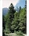 Photographic Prints of ROG-6358 SIlver Fir - amongst trees from Ardea Wildlife Pets