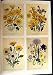 C1991 Ornamental Flowers Cineraria Arctotis Viper Grass