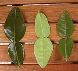 Thai Fresh kaffir lime leaves 1.5 oz (Approx 60-70 leaves)