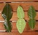 Thai Fresh kaffir lime leaves 1.5 oz (Approx 60-70 leaves)