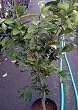 Bearss Lime Standard Root Stock--Five Gallon Container