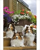 Photographic Prints of Shetland Sheepdogs, three lying on garden stairs from Ardea Wildlife Pets