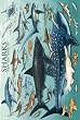 Safari LTD Sharks Laminated Poster Safari LTD Sharks Laminated Poster