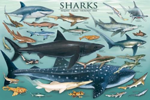 Safari LTD Sharks Laminated Poster