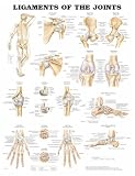 Ligaments of the Joints Anatomical Chart