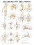 Ligaments of the Joints Anatomical Chart