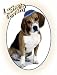 Book Pet Star Jewish New Year Cards - Beagle
