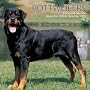 Rottweilers 2009 Wall Calendar
