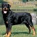 rottweiler16 - Rottweilers 2009 Wall Calendar