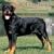 Rottweilers 2009 Wall Calendar
