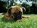 Bullmastiff Portrait Animals Photographic Poster Print by Wegner, 16x12