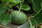 51IbYG4cXWL. SL160  Wallmonkeys Peel and Stick Wall Decals   Growing Melons   36W x 24H Removable Graphic Reviews