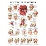 Anatomisches Poster Muskulatur Kopf, LxB 70 x 50 cm