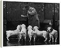 FALL/CLUMBER SPANIEL/36 from Mary Evans