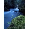 Licorice Fern, Near Dosewallips, Olympic National Park, Washington State, USA Art Photographic Poster Print by Aaron McCoy, 24x32