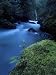 Licorice Fern, Near Dosewallips, Olympic National Park, Washington State, USA Art Pho...