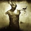Ashes to Amber