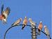 Jigsaw of Galah - flock of Galahs sitting on a power post. One of them is flying off at... from Ardea