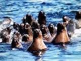 Seals Swim in Alaskan Oil Slick Following the Exxon Valdez Shipping Disaster, April 1989 Photographic Poster Print by Mirrorpix, 24x18