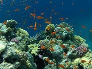 Red Fishes @ Red Sea - Peel and Stick Wall Decal by Wallmonkeys