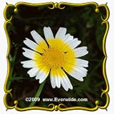 Garland Daisy (Chrysanthemum coronarium) Jumbo Wildflower Seed Packet - 2000 Seeds