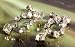 Ladies vintage clear rhinestone or diamante drop earrings - screw back - design 12396