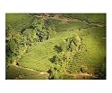 Tea estates in Darjeeling, West Bengal, India Cuisine Photographic Poster Print by Maciej Wojtkowiak, 24x20