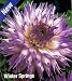 Winter Springs Cactus Dahlia 2 Tubers - Stiking Bicolor