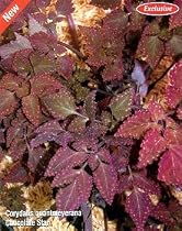 Chocolate Star Plant