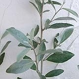 ロシアンオリーブ（ホソバグミ）6号ポット[オリーブに似た銀色の葉が美しい常緑樹 芳香花と果実も！]