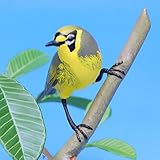 ネイチャーテクニカラー 小笠原 【7.メグロ】(単品)