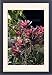 Framed Prints of WAT-14463 Bromeliad - in park from Ardea Wildlife Pets