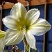 Yellow Star Amaryllis Bulb