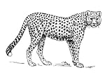 Sheet of 21, 2.5 inch x 1.5 inch Gloss Stickers Line Drawing Cheetah