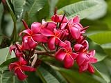 Hawaiian Red Plumeria Cutting -***SPECIAL 2 FOR 1*** Direct From Certified Nursery on the Big Island of Hawaii.