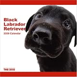 Black Labrador Retriever 2009 Wall 12''x12'' Calendar by THE DOG Artlist Collection