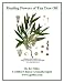 HEALING POWERS OF TEA TREE OIL (The Aromatherapy Professional: Healing with Essential Oils)