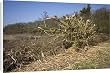 flail hedge cutter