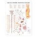 The Autonomic Nervous System