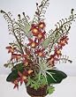 21" Orchid & Tillandsia Arrangement