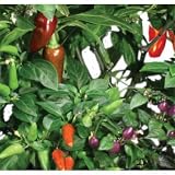 AeroGarden 800544-0208 Universal Seed Kit, Chili Pepper