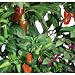 AeroGarden 800544-0208 Universal Seed Kit, Chili Pepper