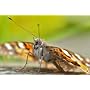 Sigma 150mm F2,8 EX APO DG Macro HSM Objektiv (72m&hellip von Sigma