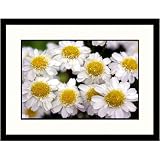 Great American Picture IS800623 Chamomile Flowers Framed Photograph