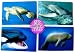 3-D Animal Marine / Ocean Life Children's Souvenir Postcards Set