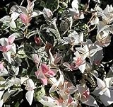 1 Tricolor Star Asiatic Jasmine Plant -Trachelosperumum