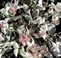 Jasmine 'Tricolor Star' Asiatic Plant -Trachelosperumum