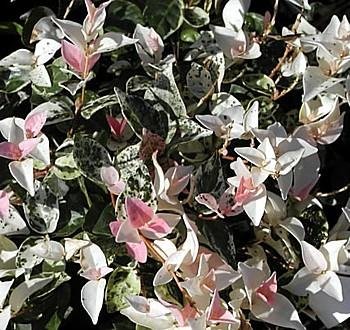 1 Tricolor Star Asiatic Jasmine Plant -Trachelosperumum